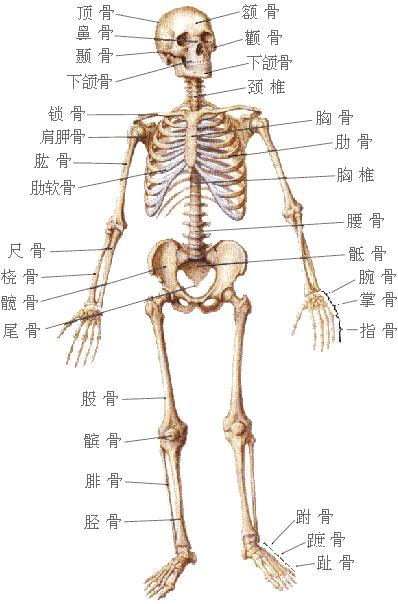 人体的构造后面图片
